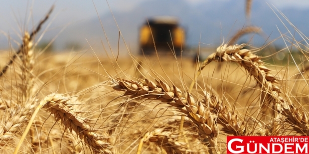 BOŞ DURAN ARAZİLERDE İLK BUĞDAY HASADI YAPILDI BUĞDAY HASAT